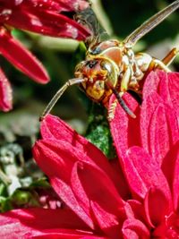 Close-up of insect on red flower