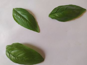 High angle view of fresh green leaves against white background