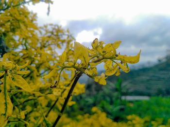 Close-up of yellow flowering plant on field