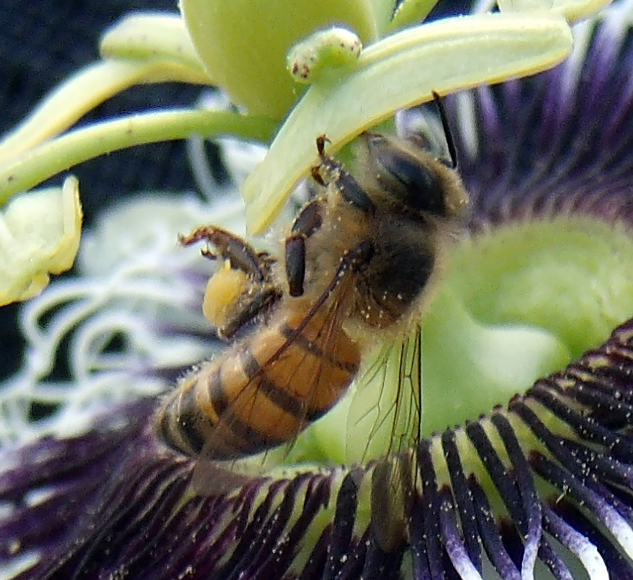 CLOSE-UP OF INSECT ON LEAF