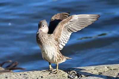 Close-up of bird flying over lake