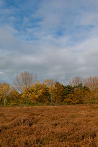 Trees on field against sky