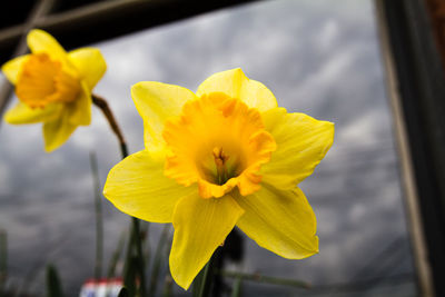 Close-up of yellow flower blooming outdoors