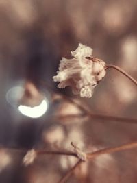 Close-up of flower growing on tree