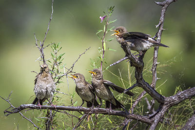 Bird perching on a branch