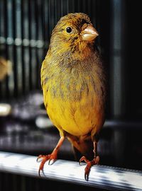 Close-up of bird perching in cage