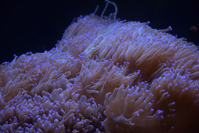 Close-up of coral in sea