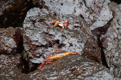 Close-up of insect on rock