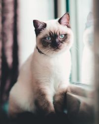 Portrait of cat sitting on floor