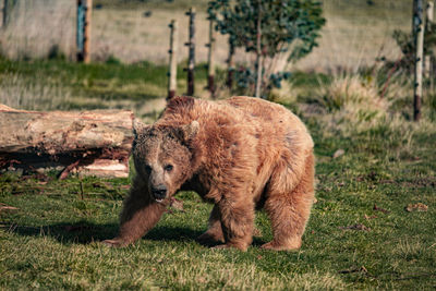 Syrian bear