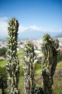Close-up of plants growing on field against sky