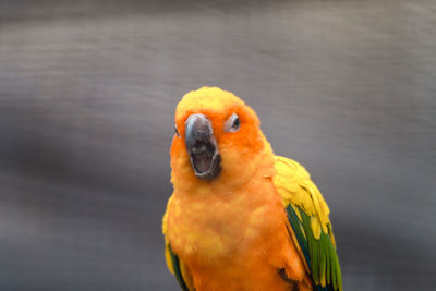 Close-up of parrot perching