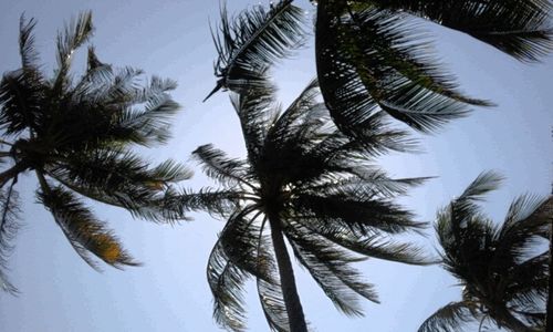 Low angle view of palm trees