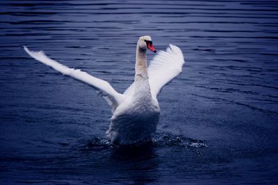 Swan swimming in lake