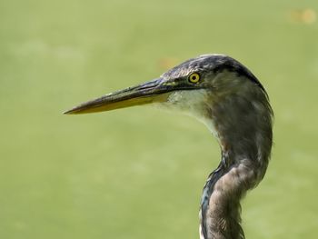 Close-up of gray heron