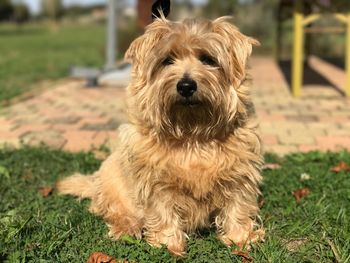 Portrait of dog sitting on grass