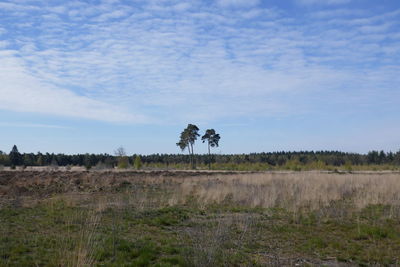 Tree on field against sky