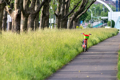 Footpath amidst grass and trees in park