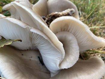 Close-up of mushrooms