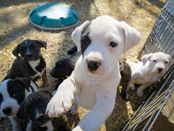 Close-up portrait of dogs