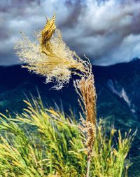 Close-up of dry grass on field against sky