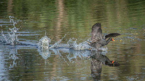 Ducks swimming in lake