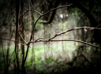 Close-up of barbed wire