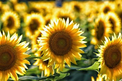 Close-up of sunflower