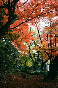 Autumn tree in forest