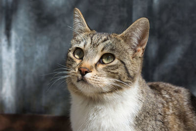 Close-up portrait of a cat looking away