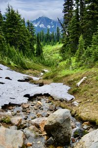 Stream flowing through rocks in forest