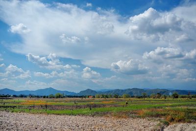 Scenic view of field against sky