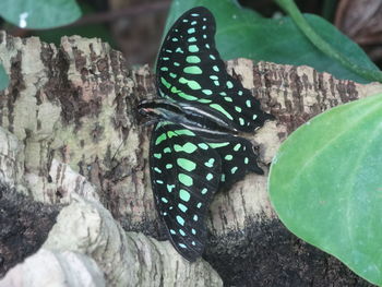 Close-up of butterfly on leaf