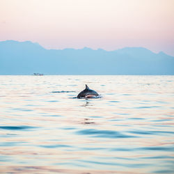 Dolphin swimming in sea