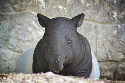 Close-up of horse