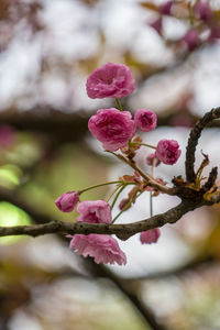 Close-up of pink cherry blossoms in spring