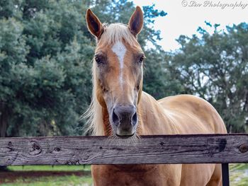 Portrait of horse in ranch