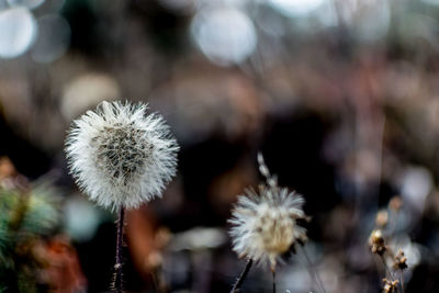 Close-up of flowers against blurred background