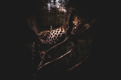 Leopard standing against black background