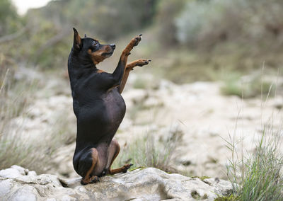 View of a dog on rock