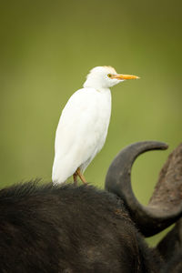 Little egret stands on back of buffalo