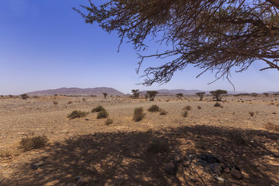 Scenic view of field against clear sky