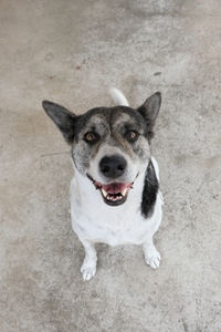 High angle portrait of dog sitting outdoors