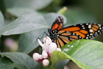 Close-up of butterfly on white flowers