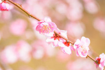 Close-up of pink cherry blossom