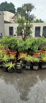 Potted plants outside building