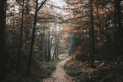 Dirt road amidst trees in forest