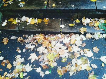 Autumn leaves on ground