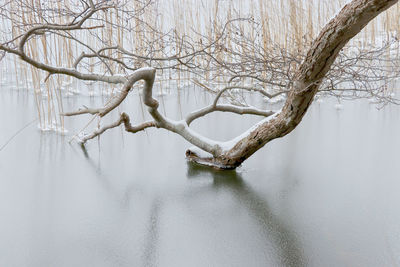 Bare tree by plants during winter