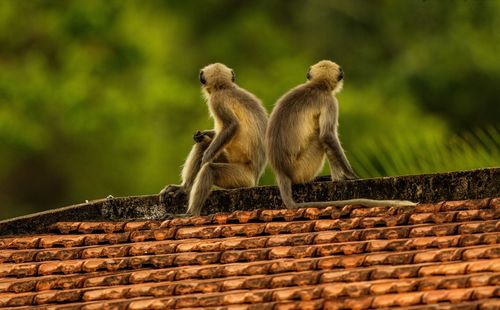 Monkey sitting on roof